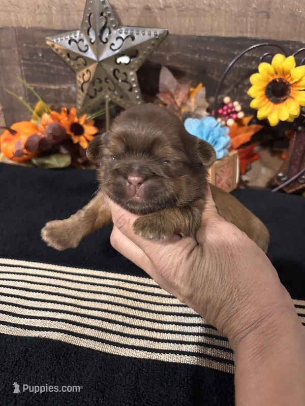 Chico – Shih Tzu puppy for sale in Buda, TX