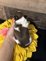 Lola, a female Shih Tzu for sale in Buda, TX – 2 of 4