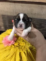Lola, a female Shih Tzu for sale in Buda, TX – 1 of 4