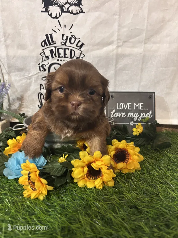 Chico – Shih Tzu puppy for sale in Buda, TX