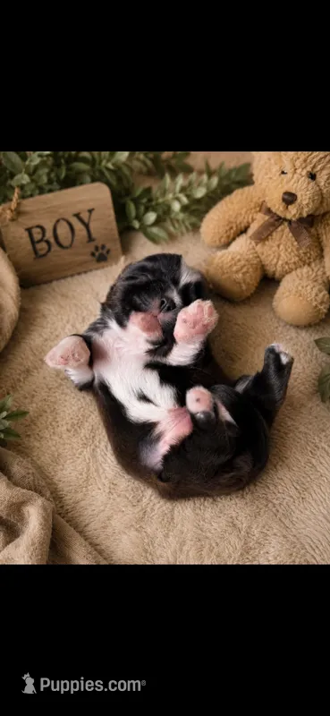 LiL cowboy – Shih Tzu puppy for sale in Buda, TX