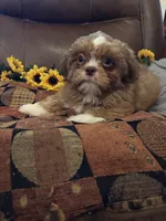 MILO, a male Shih Tzu for sale in Buda, TX – 5 of 7