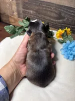 LiL cowboy, a male Shih Tzu for sale in Buda, TX – 4 of 4