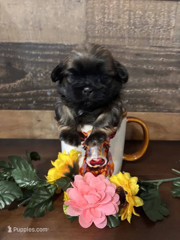 Estrelita – Shih Tzu puppy for sale in Buda, TX