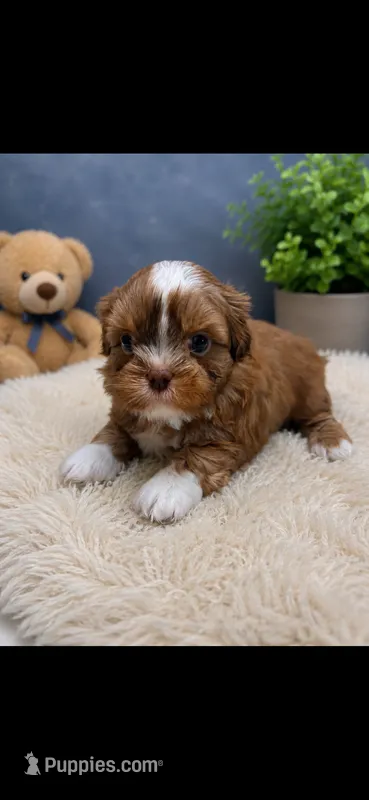Milo – Shih Tzu puppy for sale in Buda, TX