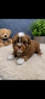 Milo, a male Shih Tzu for sale in Buda, TX – 2 of 3
