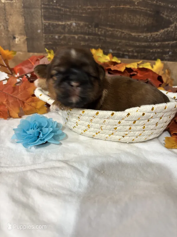 Milo – Shih Tzu puppy for sale in Buda, TX