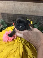Estrelita, a female Shih Tzu for sale in Buda, TX – 1 of 4