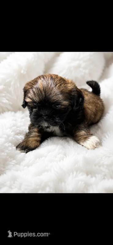Boot – Shih Tzu puppy for sale in Buda, TX