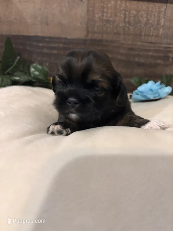 Nico – Shih Tzu puppy for sale in Buda, TX