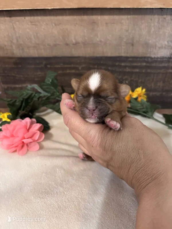 Nala – Shih Tzu puppy for sale in Buda, TX