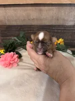 Goldie, a female Shih Tzu for sale in Buda, TX – 4 of 5