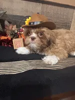 Zues, a male Shih Tzu for sale in Buda, TX – 5 of 5