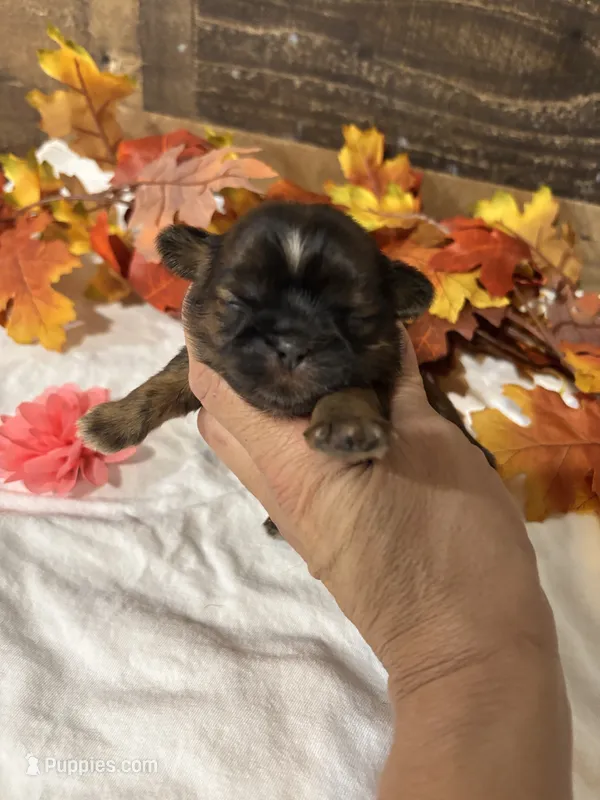 Love – Shih Tzu puppy for sale in Buda, TX