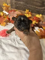 Love, a female Shih Tzu for sale in Buda, TX – 1 of 5
