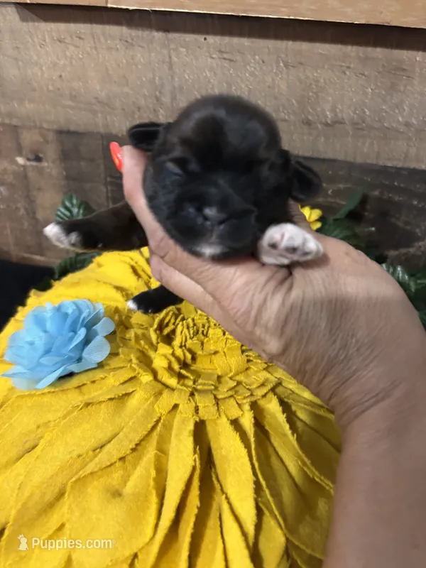 Nico – Shih Tzu puppy for sale in Buda, TX