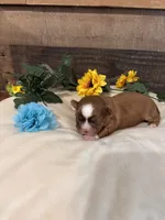 Toby, a male Shih Tzu for sale in Buda, TX – 5 of 5