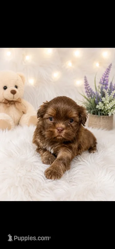 Chico – Shih Tzu puppy for sale in Buda, TX
