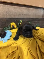 Hershey, a male Shih Tzu for sale in Buda, TX – 2 of 4