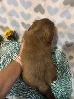 Lil red, a male Shih Tzu for sale in Buda, TX – 3 of 3