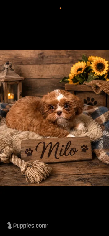 Milo – Shih Tzu puppy for sale in Buda, TX