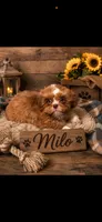 Milo, a male Shih Tzu for sale in Buda, TX – 1 of 1