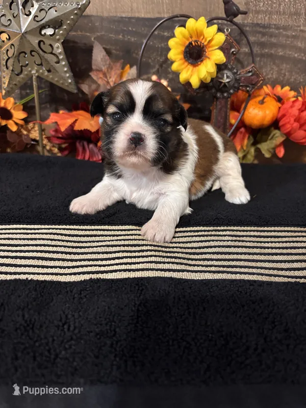 Amigo – Shih Tzu puppy for sale in Buda, TX