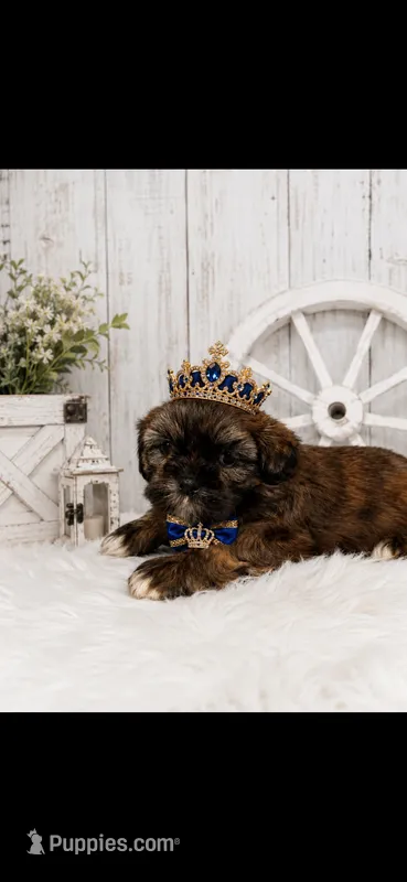 Tip – Shih Tzu puppy for sale in Buda, TX
