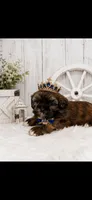 Tip, a male Shih Tzu for sale in Buda, TX – 1 of 4