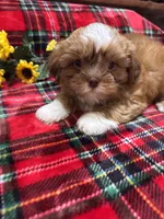 LIL COWBOY, a male Shih Tzu for sale in Buda, TX – 2 of 4