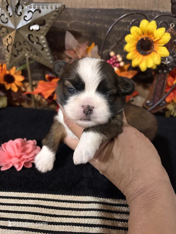 Miracle – Shih Tzu puppy for sale in Buda, TX