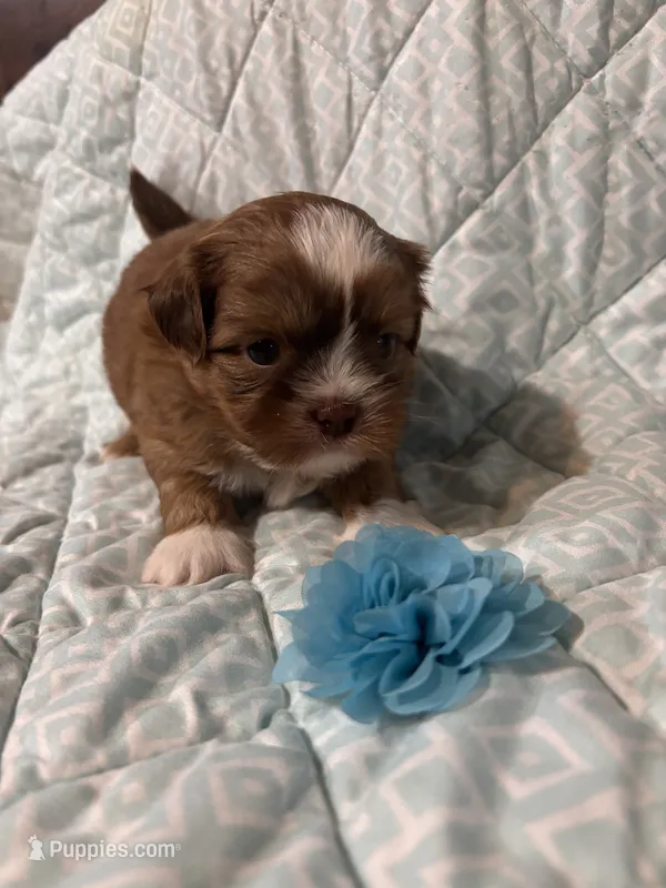 PRINCE – Shih Tzu puppy for sale in Buda, TX