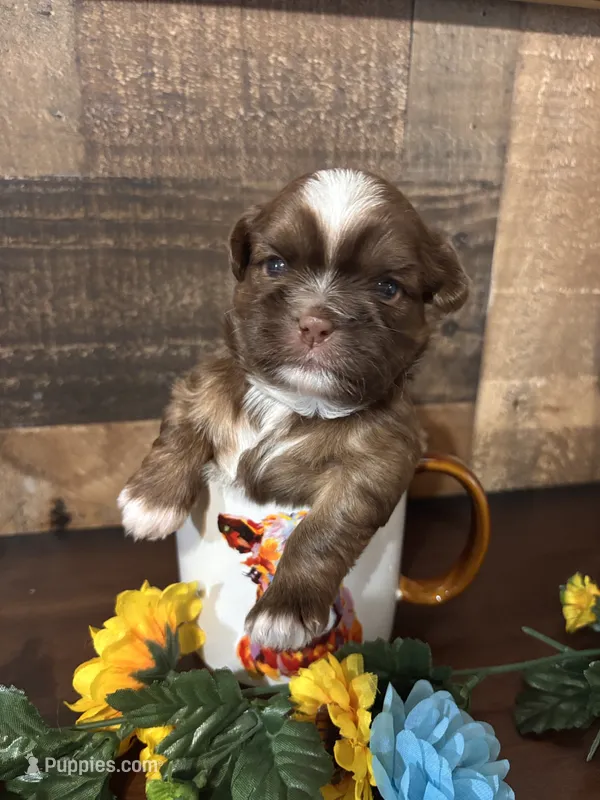 Chulo – Shih Tzu puppy for sale in Buda, TX