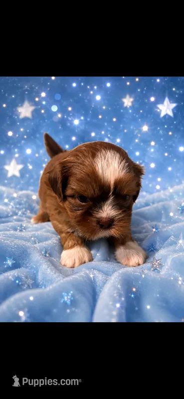 PRINCE – Shih Tzu puppy for sale in Buda, TX
