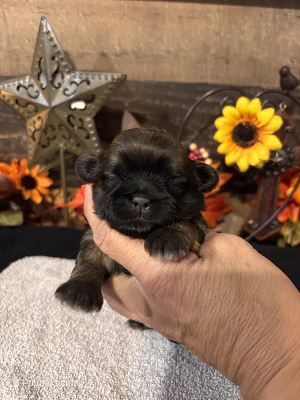 Estrelita – Shih Tzu puppy for sale in Buda, TX