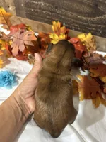 Milo, a male Shih Tzu for sale in Buda, TX – 2 of 4