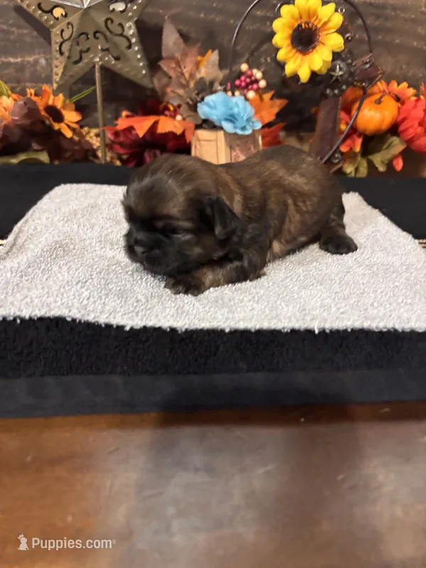 Hershey – Shih Tzu puppy for sale in Buda, TX