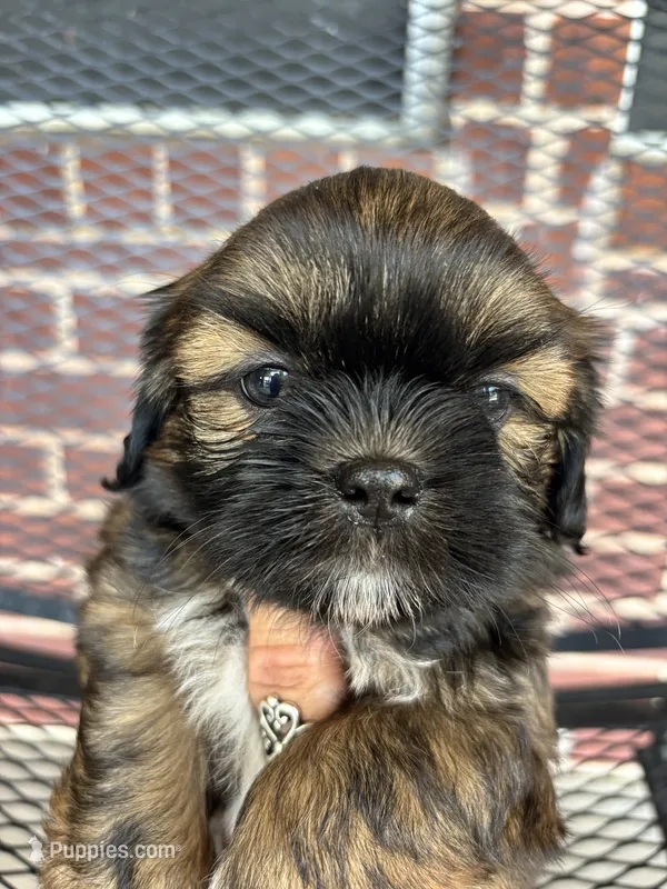 Boot – Shih Tzu puppy for sale in Buda, TX