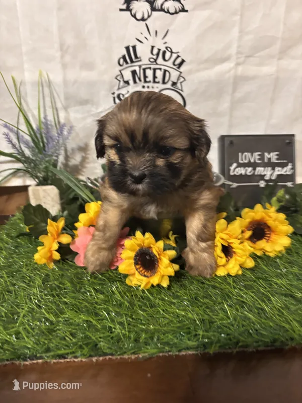 Beautiful  – Shih Tzu puppy for sale in Buda, TX