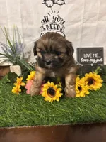 Beautiful , a female Shih Tzu for sale in Buda, TX – 1 of 4