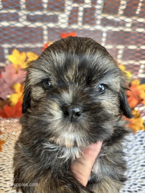 Tip – Shih Tzu puppy for sale in Buda, TX