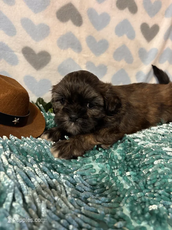 Hershey – Shih Tzu puppy for sale in Buda, TX