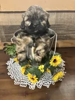 Cutie, a male Shih Tzu for sale in Buda, TX – 4 of 7