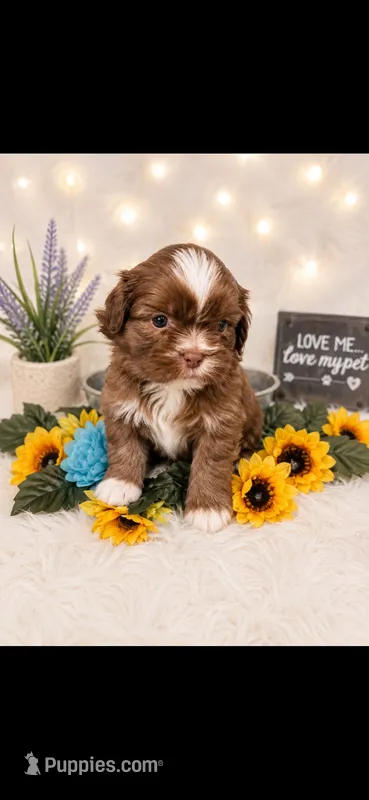 Chulo – Shih Tzu puppy for sale in Buda, TX