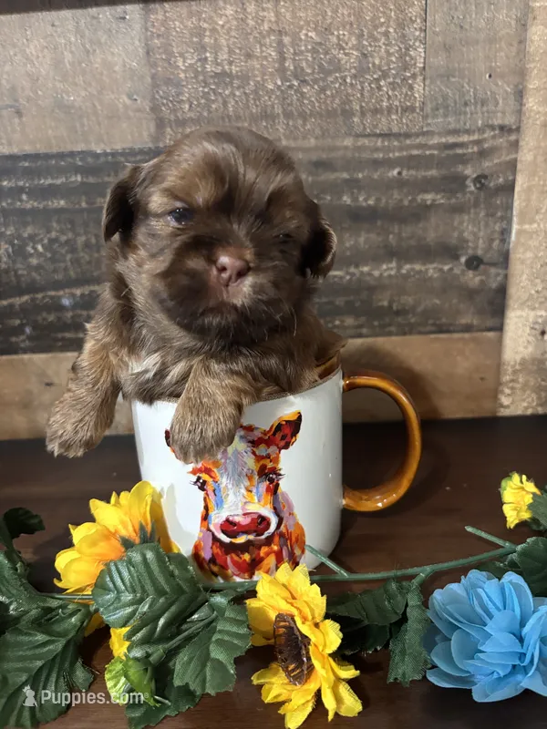 Chico – Shih Tzu puppy for sale in Buda, TX