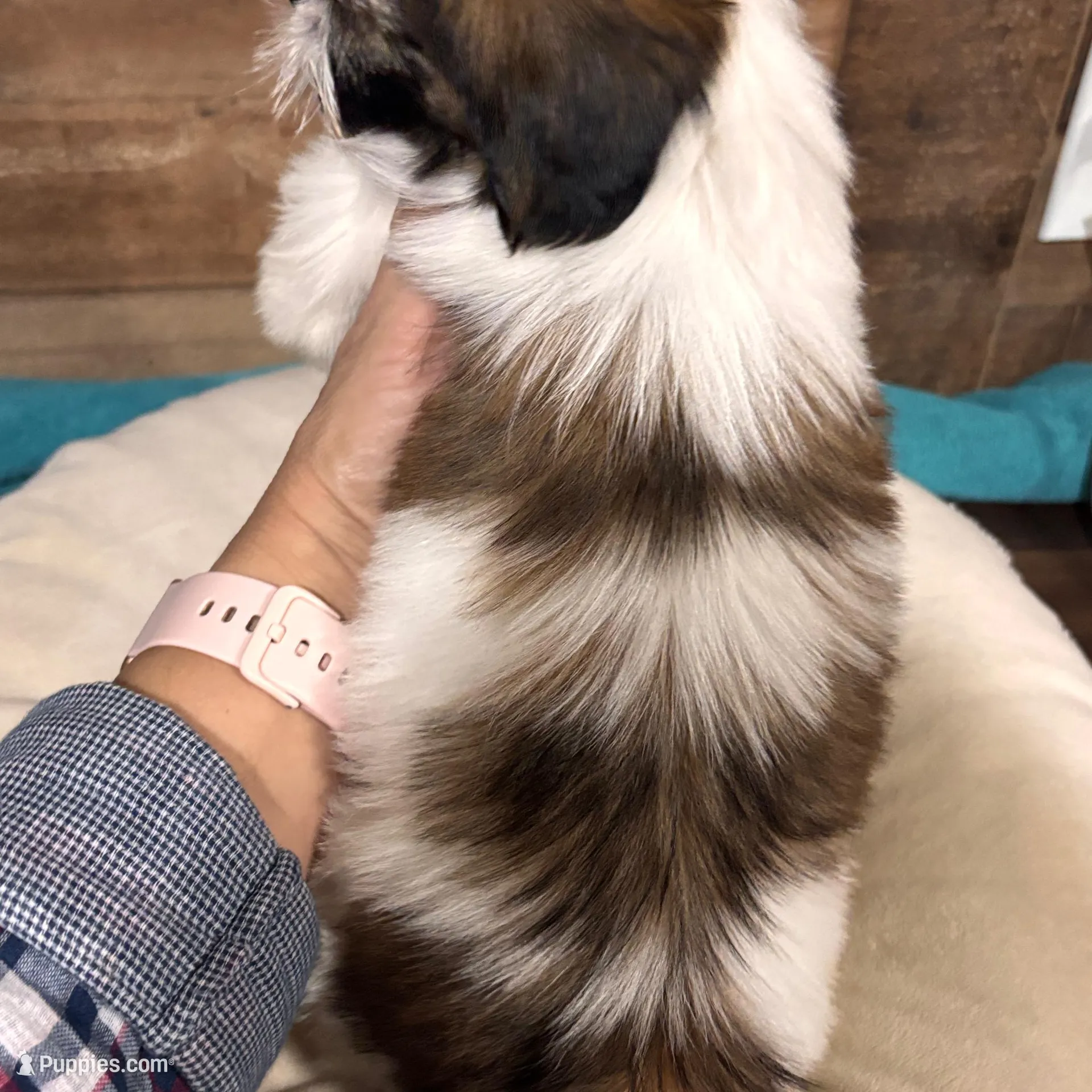 SWEETHEART, a female Shih Tzu for sale in Buda, TX – Photo 3 of 3