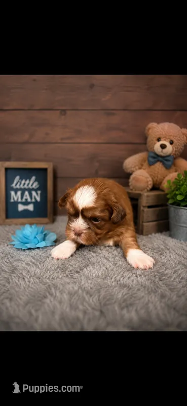 PRINCE – Shih Tzu puppy for sale in Buda, TX