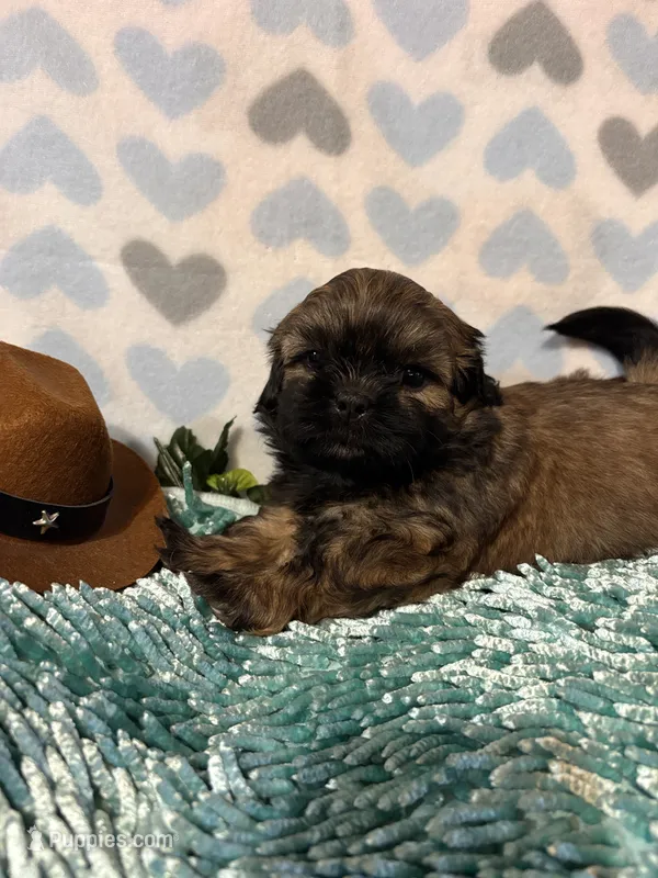 Milo – Shih Tzu puppy for sale in Buda, TX