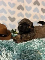 Milo, a male Shih Tzu for sale in Buda, TX – 1 of 4