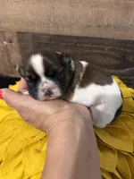Lola, a female Shih Tzu for sale in Buda, TX – 3 of 4